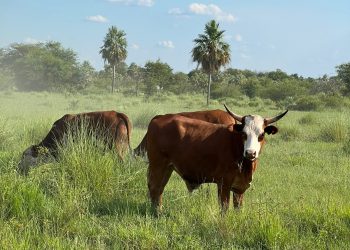 Swiss Ark Partners AG aus Zürich: Rinder, Rendite und Umwelt