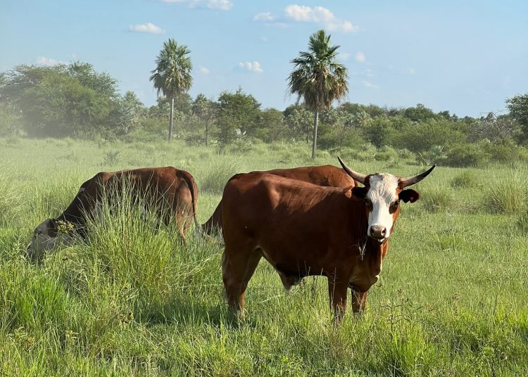Swiss Ark Partners AG aus Zürich: Rinder, Rendite und Umwelt