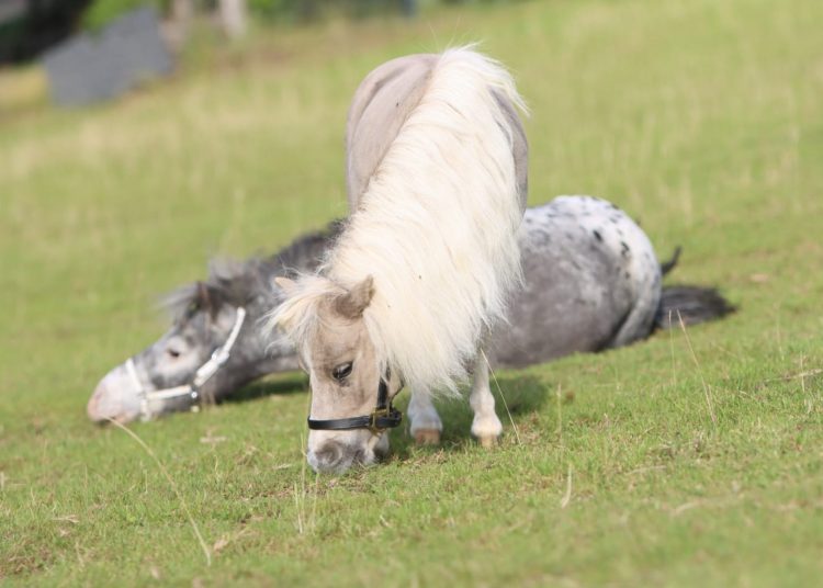 Ponys schenken stille Heilung